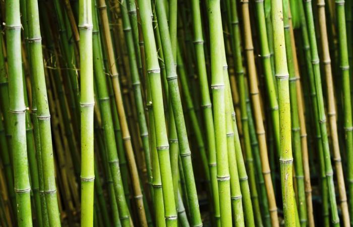 The human factor | Is bamboo really greener than plastic?