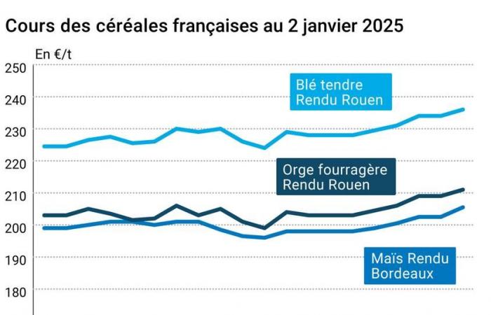 COTidienne | Cereals – The fall in the euro boosts the prices of European cereals