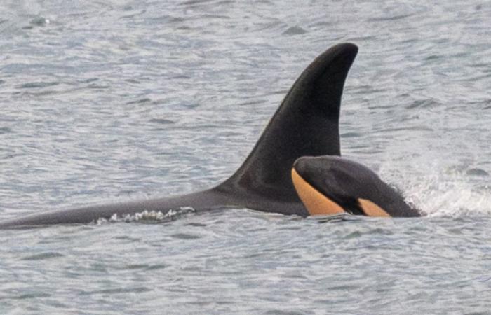 The orca Tahlequah, who refused to abandon her baby, is in mourning again