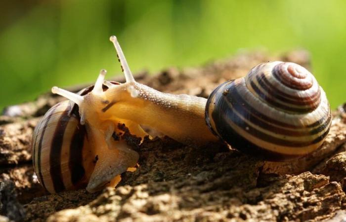 Animal of the Year 2025: The grove snail