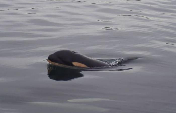 An orca once again mourns the death of one of its calves