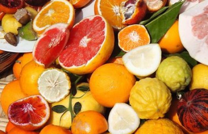 citrus exports expected to increase by 31% in 2024/2025