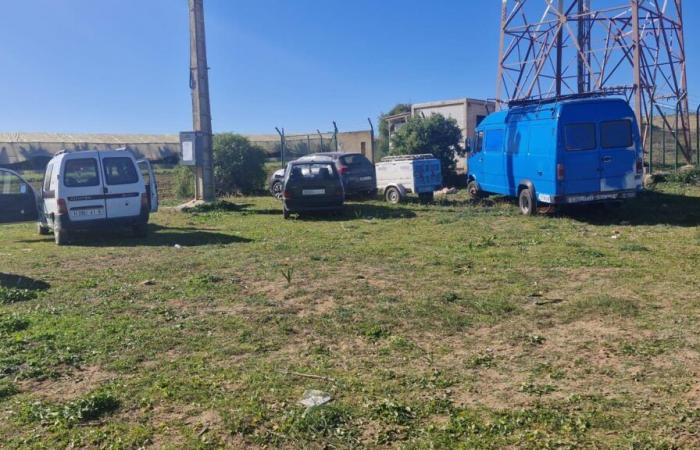 Foiling an illegal sniping operation with Saluki dogs in the Kenitra region