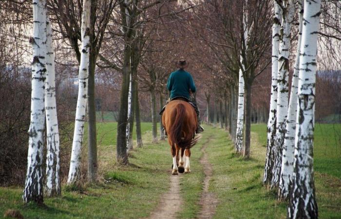 Brittany: The horse still in the spotlight in 2025 with the Equibreizh and the Trans Ille-et-Vilaine