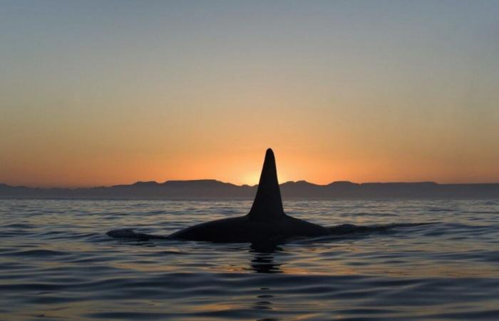 Orca seen carrying dead calf off Seattle in the Pacific