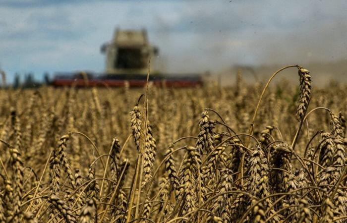 Global food prices fell slightly