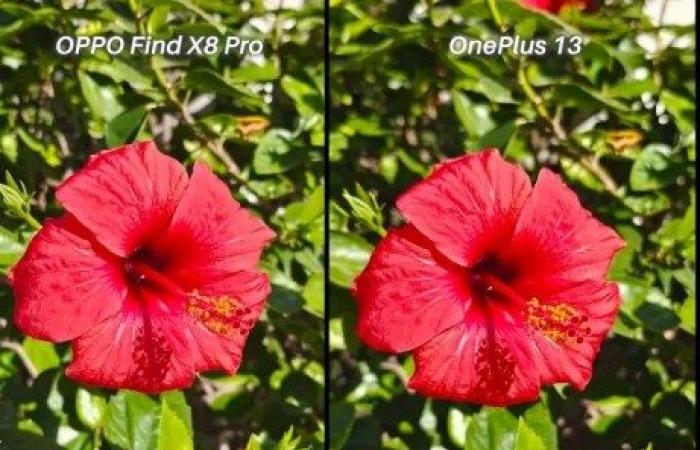 The OnePlus 13 almost equals this tenor of the 2024 photo