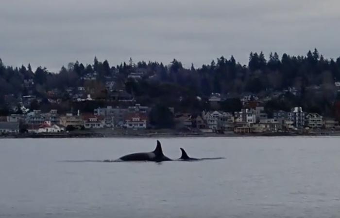 Tahlequah, the orca who carried her dead baby for days, is grieving again