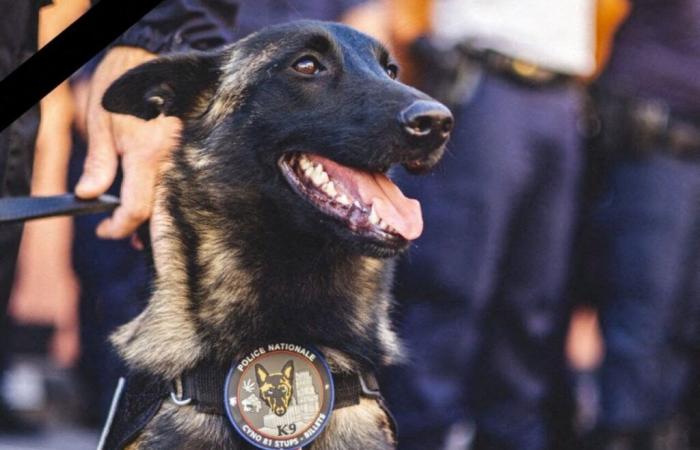 Cookie, the emblematic dog of the Tarn police, died accidentally