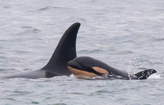 Orca seen carrying dead calf in Pacific