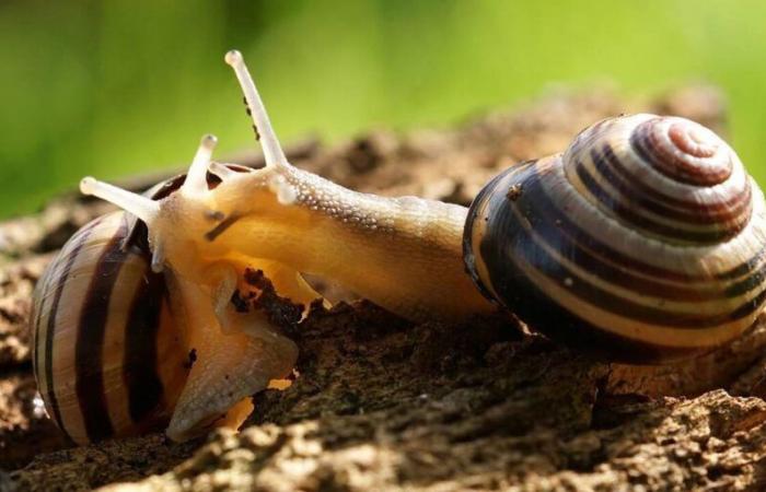 Grove snail: Pro Natura chooses Animal of the Year 2025