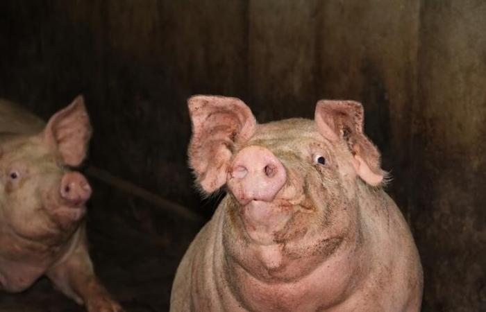 Pork prices would remain high in 2035