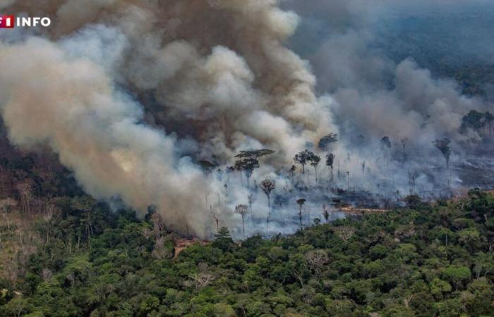 The Brazilian Amazon is experiencing its most numerous fires in 17 years: what does that mean?