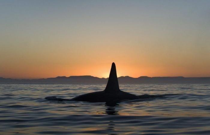 Orca seen carrying dead baby off Seattle, Pacific