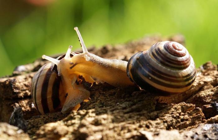 Grove snail: Pro Natura chooses Animal of the Year 2025