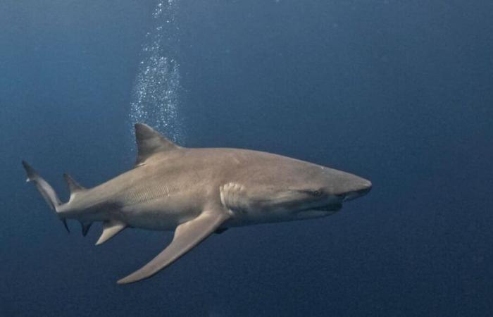 Deadly shark attack in New Caledonia