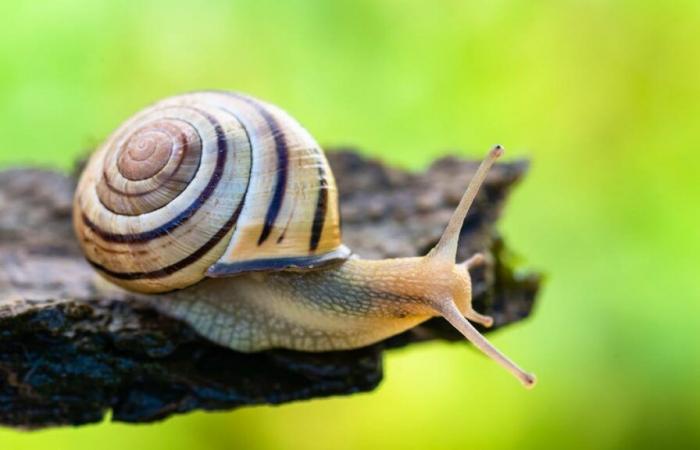 Animal of the Year 2025: Grove snail prevails