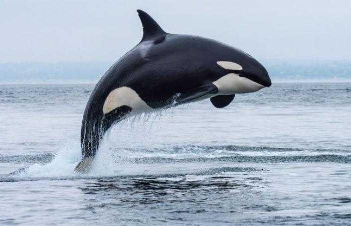 The orca who refused to abandon her dead baby has again lost a calf