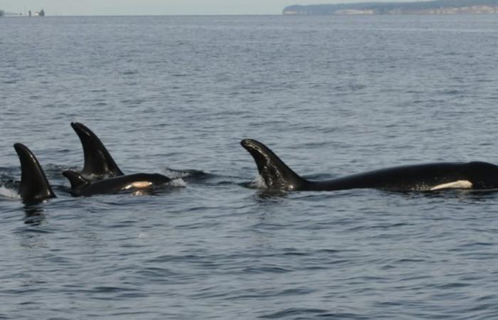 Tahlequah, the orca who refused to abandon her calf's lifeless body, lost another baby