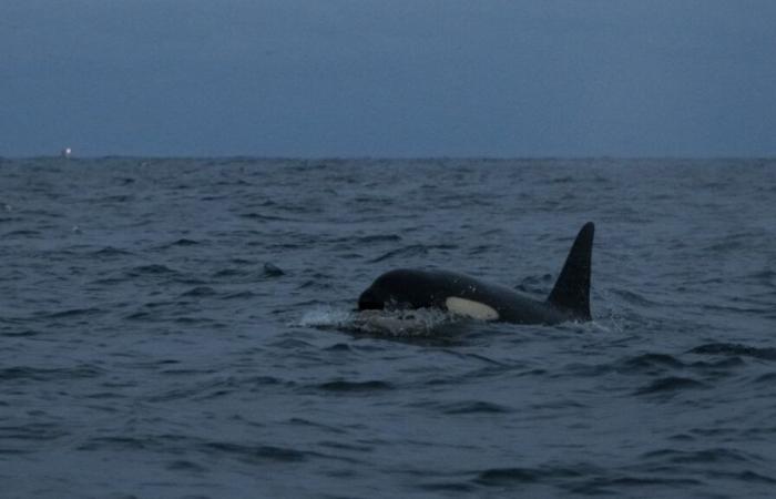 an orca refuses to abandon its dead calf and carries it into the Pacific