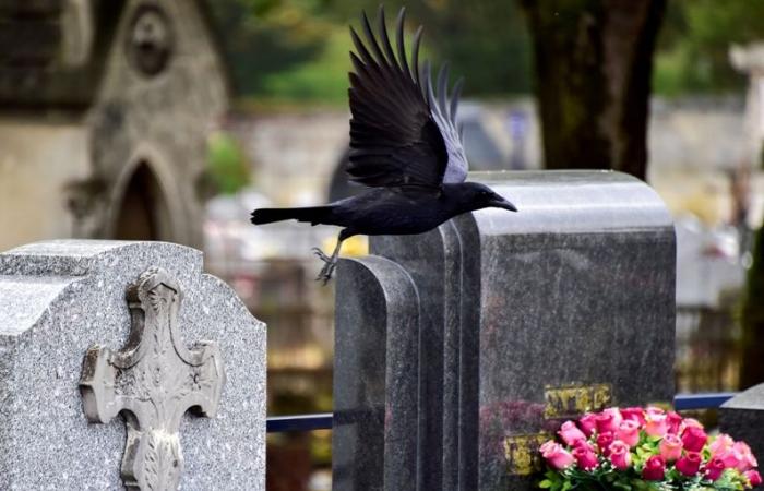 Why is January 3 the day of the year when the most people die in France?