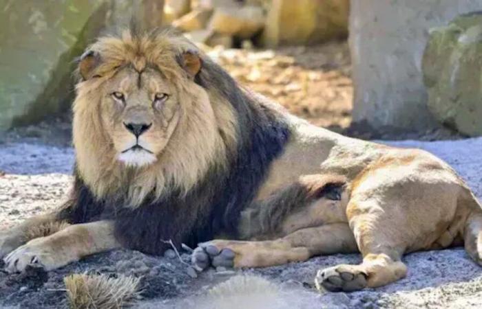 Boy found alive after five days among lions