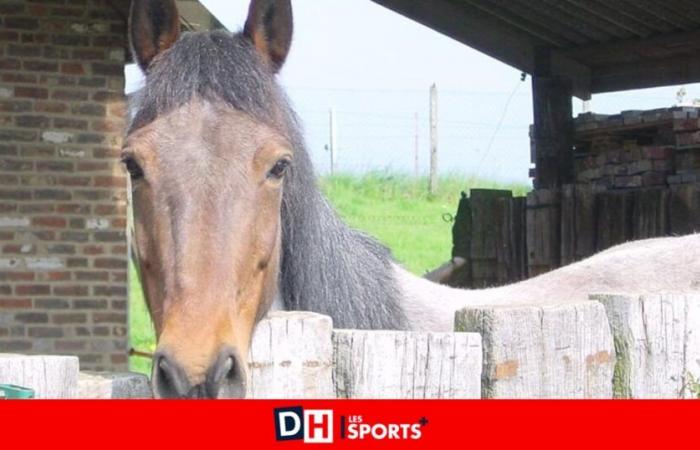 Frightened by the sounds of fireworks, Dara, a 30-year-old mare, had to be euthanized: “Her heart was beating very fast because of the stress”