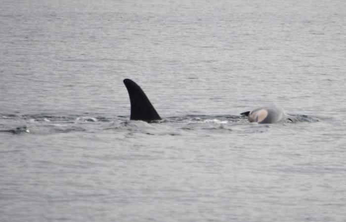 An orca once again mourns the death of one of its calves