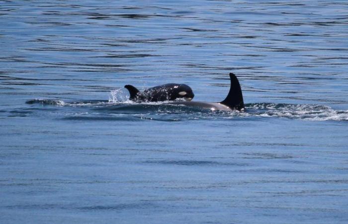 Six years after carrying her dead baby for several days, an orca adopts the same behavior with another calf