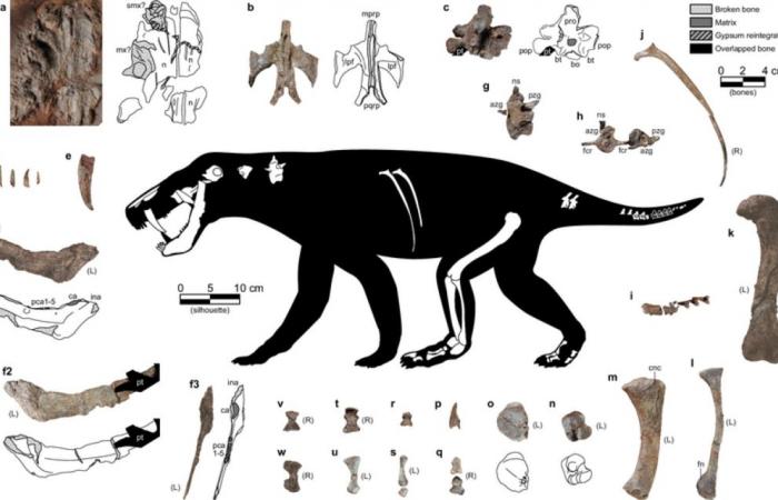 Fossil discovery of the oldest ancestor of mammals ????