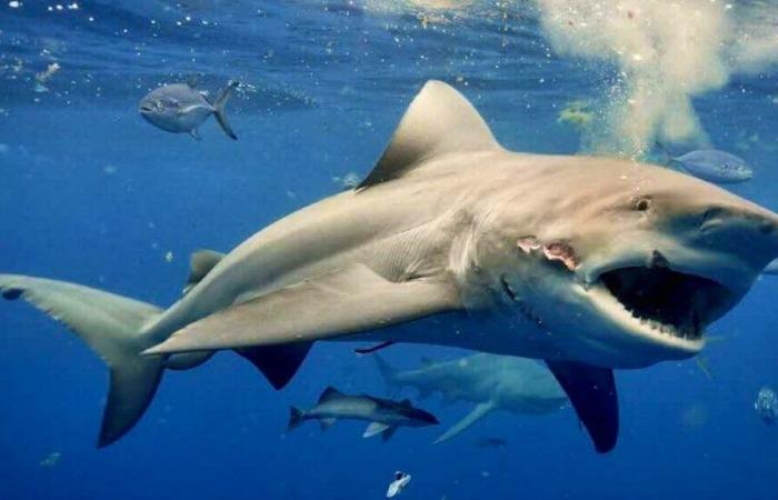 Shark attack: fisherman loses his life