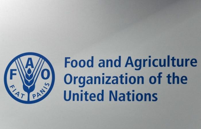 In 2024, global food prices will fall by 2% according to the FAO