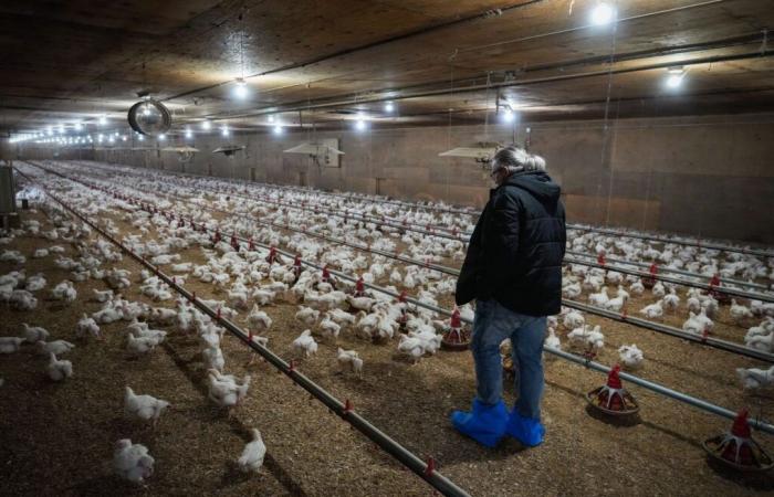 Avian flu: observed mutations raise fears among experts