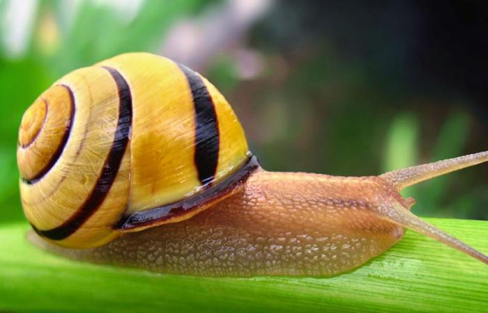 Animal of the year 2025 is the grove snail