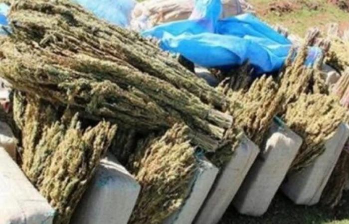 Al-Desti topples drug traffickers west of Marrakech