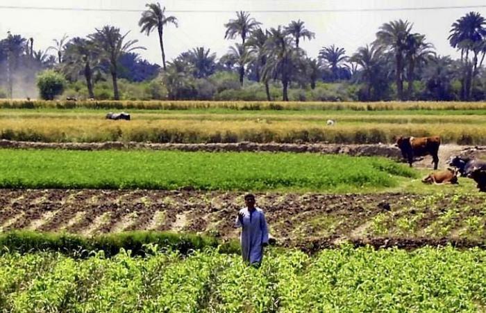 Kenya | The Emirati group Al Dahra in negotiations for the rental of 81,000 hectares of agricultural land