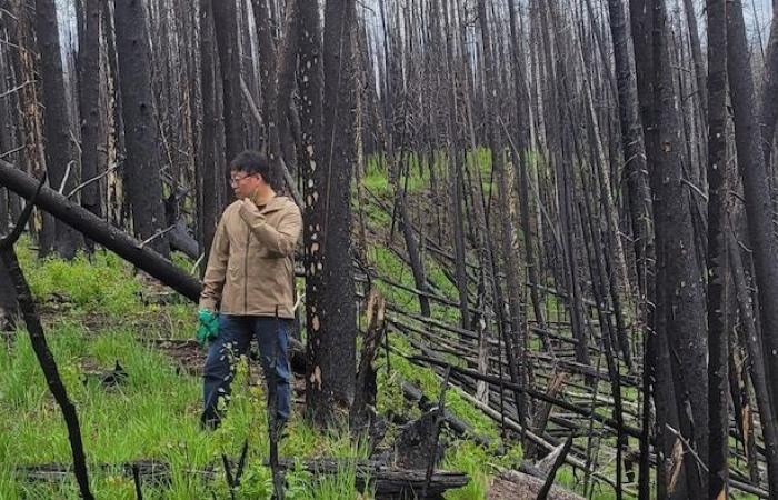 More intense forest fires in the north of the country, according to a study