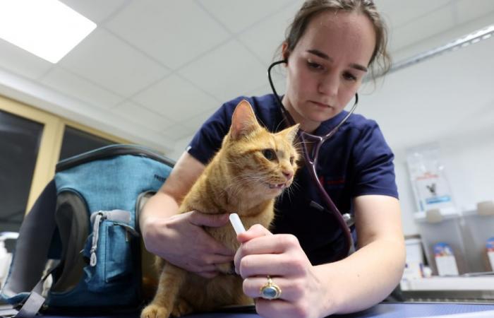 cats carrying the avian flu virus, a risk for humans?