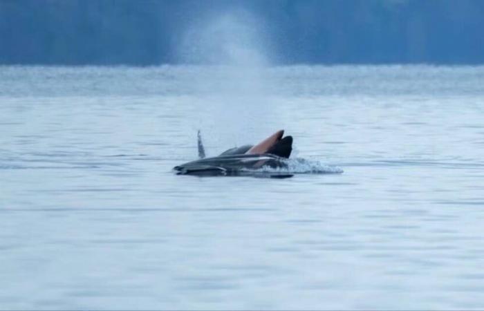 In the Pacific, an orca observed again on a train carrying its dead calf – Libération