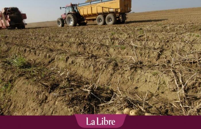 “We have to change the system if we want to continue growing potatoes in Belgium”