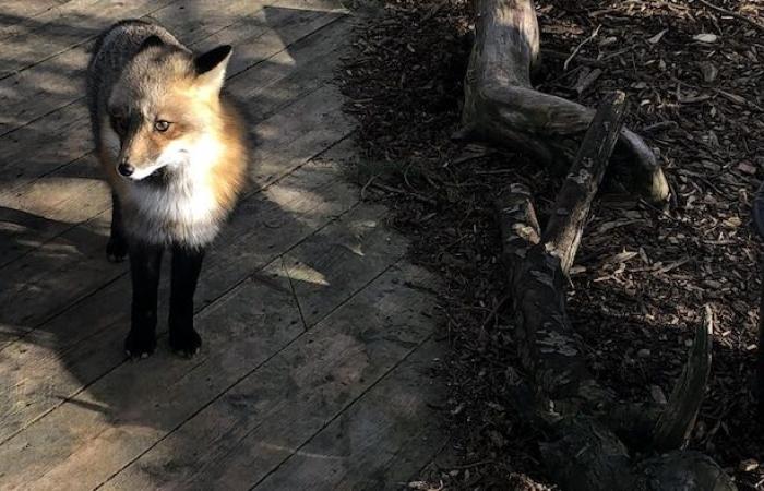 A wildlife shelter needs your old natural Christmas trees