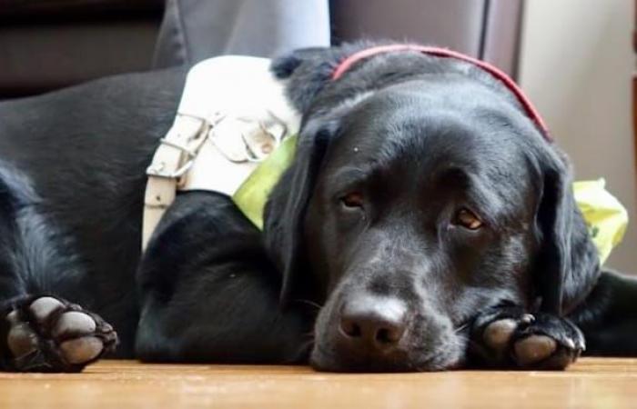 Unable to flee abusive home because taxi refuses service dog