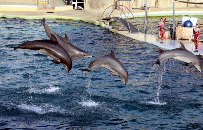 Marineland d'Antibes: what will become of the employees, the site and the animals?