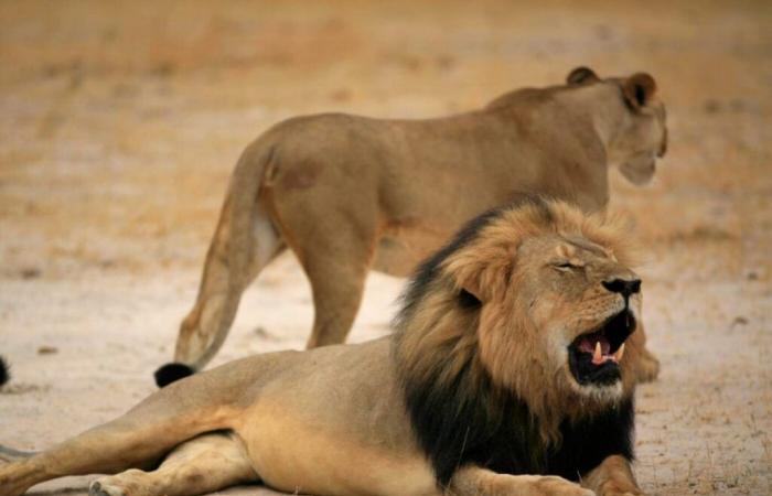 Zimbabwe: boy alive after 5 days in a park with lions