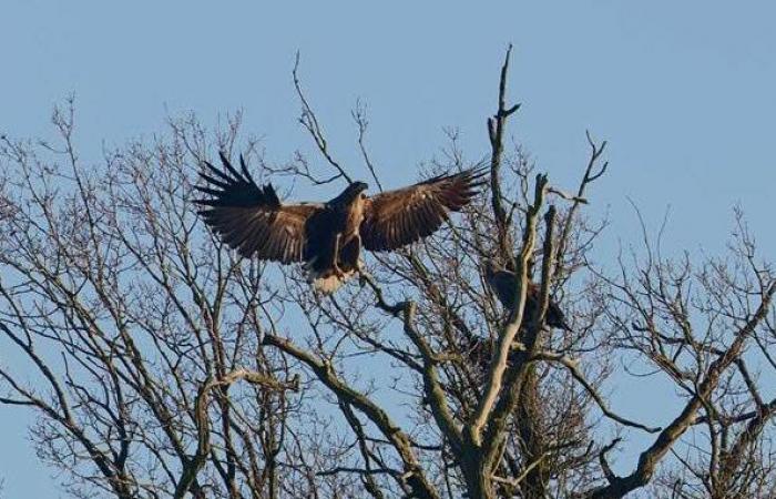 Wildlife. A new pair of white-tailed eagles observed in Moselle