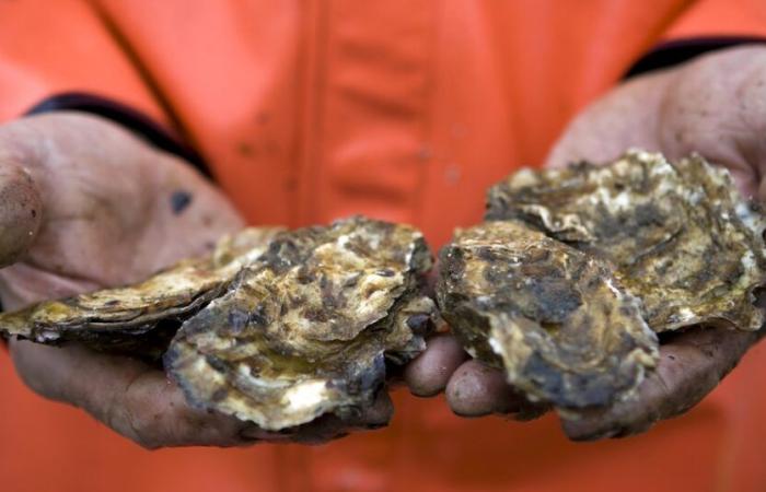 Pesticides: when oysters pay, over several generations, the price of contamination