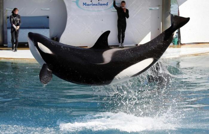 the park is experiencing its last weekend, what future for the orcas?