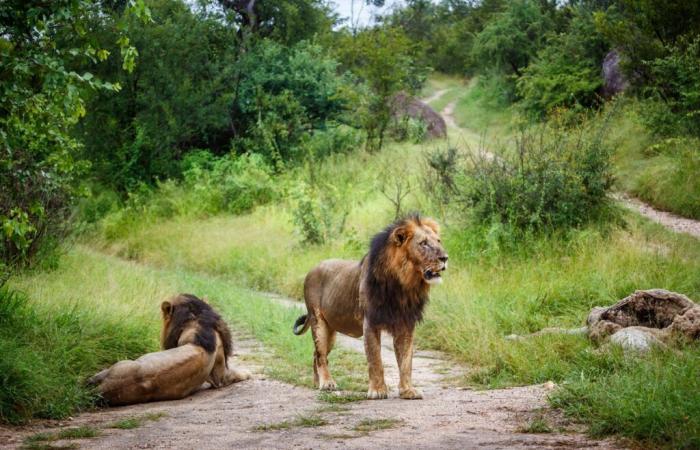 little boy found alive after five days in Zimbabwe wildlife park