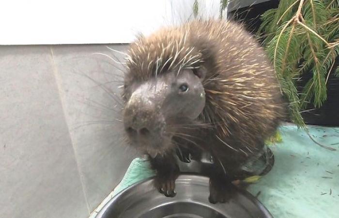 A wildlife shelter needs your old natural Christmas trees