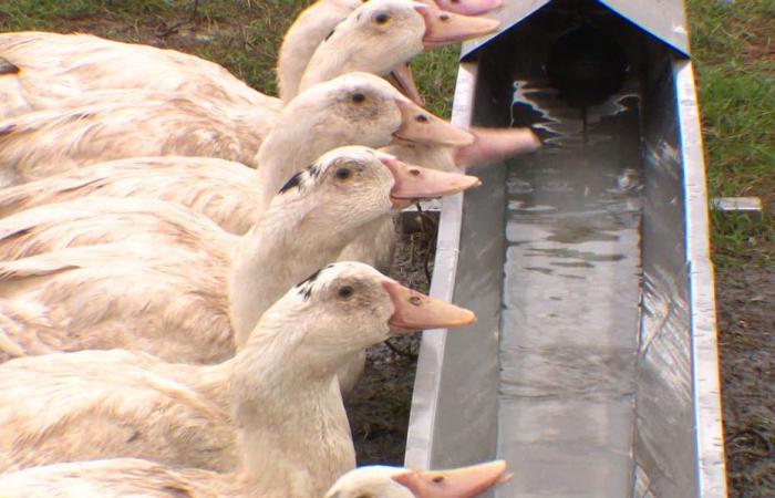 ducks from a poultry farm slaughtered in Eure